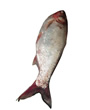 Silver Curv  Fish 2.2 to 3 lb